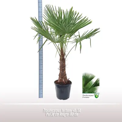 Trachycarpus fortunei (Windmolenpalm) 180cm - afbeelding 2