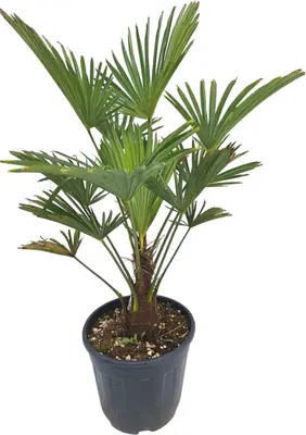 Trachycarpus wageriana (Winterharde palm) - afbeelding 1