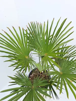 Trachycarpus wageriana (Winterharde palm) - afbeelding 2