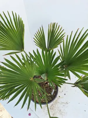 Trachycarpus wagnerianus (Europese palm) - afbeelding 2