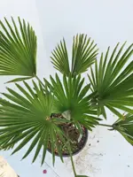 Trachycarpus wagnerianus (Europese palm) - afbeelding 2