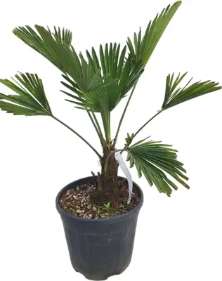 Trachycarpus wagnerianus (Europese palm) - afbeelding 1