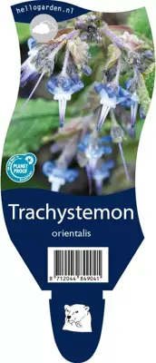 Trachystemon orientalis (Oriëntaals Komkommerkruid) - afbeelding 1