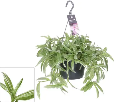 Tradescantia Albiflora 'Albovittata' (Vaderplant) 35cm - afbeelding 1