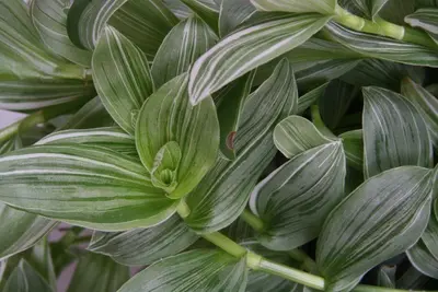 Tradescantia albiflora 'Silvery Hill' (Eéndagsbloem) 30cm - afbeelding 2