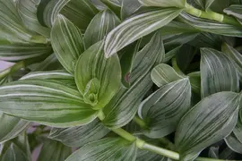 Tradescantia albiflora 'Silvery Hill' (Eéndagsbloem) 30cm - afbeelding 2