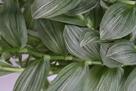Tradescantia albiflora 'Silvery Hill' (Eéndagsbloem) 30cm - afbeelding 3