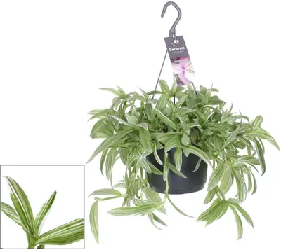 Tradescantia albiflora 'Silvery Hill' (Eéndagsbloem) 30cm - afbeelding 1
