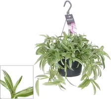 Tradescantia albiflora 'Silvery Hill' (Eéndagsbloem) 30cm - afbeelding 1