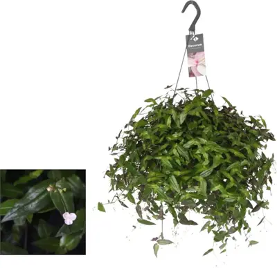 Tradescantia albiflora (Vaderplant) 35cm - afbeelding 1
