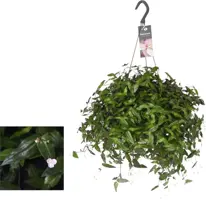 Tradescantia albiflora (Vaderplant) 35cm - afbeelding 1