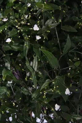 Tradescantia albiflora (Vaderplant) 35cm - afbeelding 2