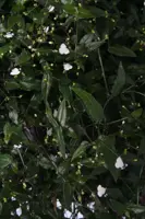 Tradescantia albiflora (Vaderplant) 35cm - afbeelding 2