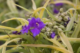Tradescantia Andersoniana Blauw (Eendagsbloem) - afbeelding 3
