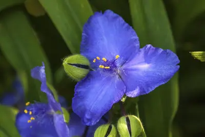 Tradescantia Andersoniana Blauw (Eendagsbloem) - afbeelding 4