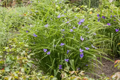 Tradescantia Andersoniana Blauw (Eendagsbloem) - afbeelding 5