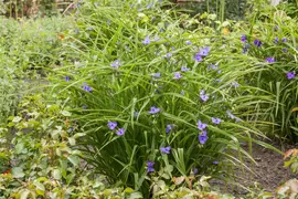 Tradescantia Andersoniana Blauw (Eendagsbloem) - afbeelding 5