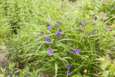 Tradescantia Andersoniana Blauw (Eendagsbloem) - afbeelding 6
