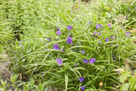 Tradescantia Andersoniana Blauw (Eendagsbloem) - afbeelding 6