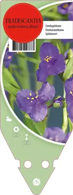 Tradescantia Andersoniana Blauw (Eendagsbloem) - afbeelding 1