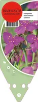 Tradescantia Andersoniana Rood (Eendagsbloem) - afbeelding 1