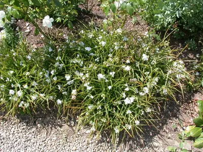 Tradescantia Andersoniana Wit (Eendagsbloem) - afbeelding 3