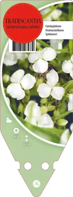 Tradescantia Andersoniana Wit (Eendagsbloem) - afbeelding 1