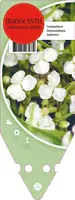 Tradescantia Andersoniana Wit (Eendagsbloem) - afbeelding 1