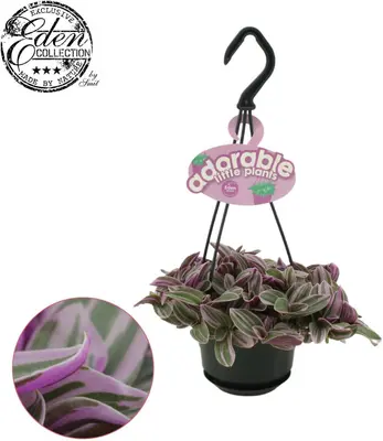 Tradescantia cerinthoides 'Sweetness' 15cm - afbeelding 1
