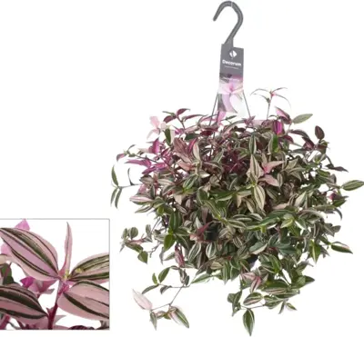 Tradescantia Fluminensis 'Quadricolor' (Vaderplant) 40cm - afbeelding 1