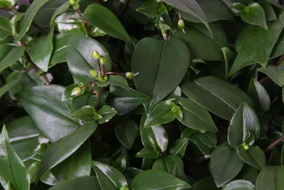 Tradescantia 'Green Hill' (Vaderplant) 35cm - afbeelding 3