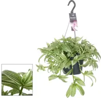 Tradescantia 'Ivory Hill' (Vaderplant) 35cm - afbeelding 2