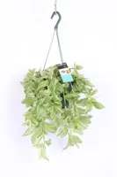 Tradescantia 'Ivory Hill' (Vaderplant) 35cm - afbeelding 1