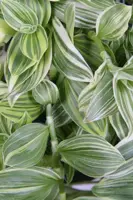 Tradescantia 'Ivory Hill' (Vaderplant) 35cm - afbeelding 3