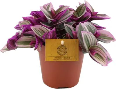 Tradescantia nanouk (Vaderplant) 20cm - afbeelding 1