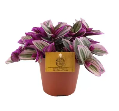 Tradescantia nanouk (Vaderplant) 20cm - afbeelding 1
