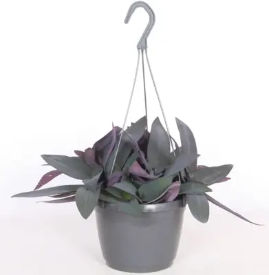 Tradescantia pallida 'Purple Heart' (Eéndagsbloem) 30cm - afbeelding 4