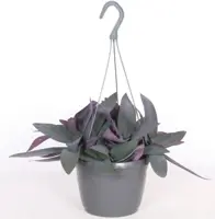 Tradescantia pallida 'Purple Heart' (Eéndagsbloem) 30cm - afbeelding 4