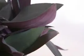 Tradescantia pallida 'Purple Heart' (Eéndagsbloem) 30cm - afbeelding 3