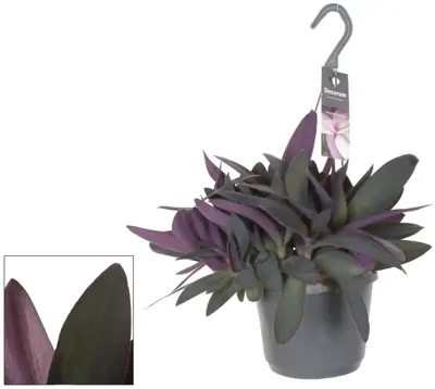 Tradescantia pallida 'Purple Heart' (Eéndagsbloem) 30cm - afbeelding 1