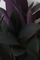 Tradescantia pallida 'Purple Heart' (Eéndagsbloem) 30cm - afbeelding 2