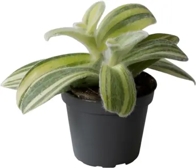  Tradescantia sillamontana 'Brown Hill' (Vaderplant) 10cm - afbeelding 1