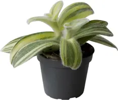  Tradescantia sillamontana 'Brown Hill' (Vaderplant) 10cm - afbeelding 1
