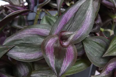 Tradescantia zebrina 'Little Hill' (Eéndagsbloem) 35cm - afbeelding 2
