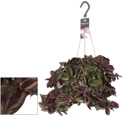Tradescantia zebrina 'Little Hill' (Eéndagsbloem) 35cm - afbeelding 1