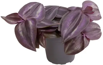 Tradescantia 'zebrina Purpusii' (Vaderplant) 10cm - afbeelding 1