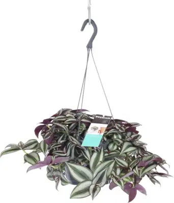 Tradescantia zebrina purpusii (Vaderplant) 30cm - afbeelding 1