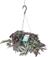 Tradescantia zebrina purpusii (Vaderplant) 30cm - afbeelding 1