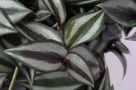 Tradescantia zebrina purpusii (Vaderplant) 30cm - afbeelding 2