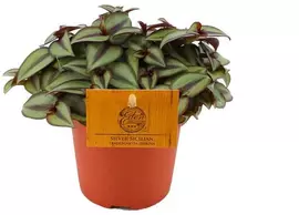 Tradescantia zebrina (Vaderplant) 15cm kopen?